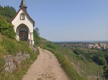 Percorso Marcia Thann - 27-05-23 Thann, vignoble du Rangen - Photo