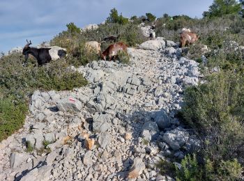 Percorso Marcia Le Castellet - gros  cerveau  par GR 51 depuis l'ouest  - Photo