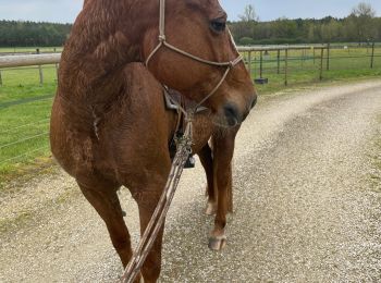 Randonnée sport Mur-de-Sologne - Soings en Sologne - Photo