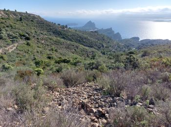 Excursión Senderismo La Ciotat - la ciotat  boucle St Croix  - Photo