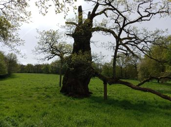 Tour Wandern Paimpont - PAIMPONT  - Photo