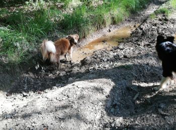 Tocht Stappen Yvoir - Tricointe canin - Photo