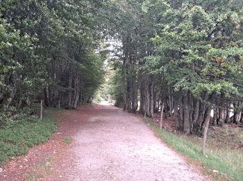 Trail Walking Le Valtin - VOSGES 2023 - Sentier des Roches - Photo