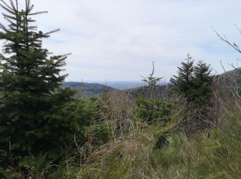 Randonnée Marche Masevaux-Niederbruck - Bruckenwald 2 - Photo