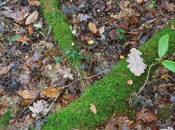 Tour Wandern Ornex - trompettes de la mort - Photo