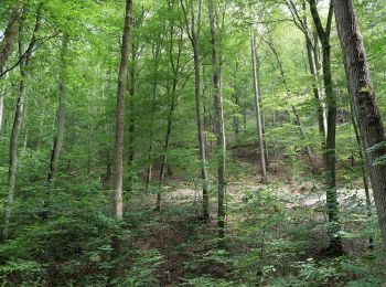 Percorso A piedi Eppstein - Panorama-Weg - Photo