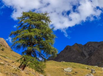 Tour Zu Fuß Cogne - Itinerario 8G Gimillan - Bivacco Glarey Muggia - Photo