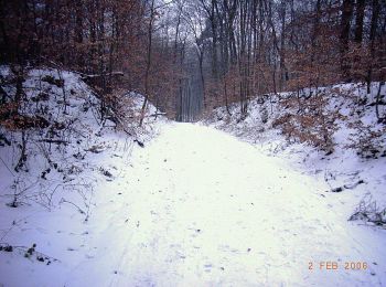 Randonnée A pied Inconnu - Rundwanderweg Darmstadt 2 : - Photo