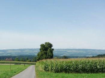 Randonnée A pied Mettmenstetten - Affoltern a. A. - Paradis - Photo