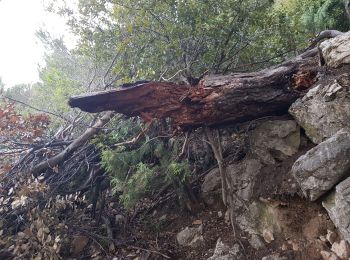 Randonnée Marche Carros - randonnée retour chemin gauche après  grotte retour  - Photo