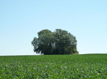 Tour Zu Fuß Gingelom - Zevenbronnenwandeling - Photo