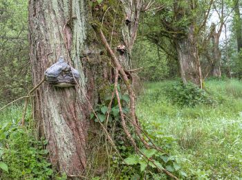 Tour Zu Fuß Harmstorf - Jesteburg Wanderweg 20 - Photo