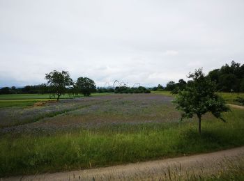 Tour Hybrid-Bike Friesenheim - bac rhinau - Photo