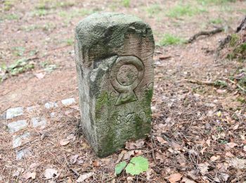 Excursión A pie Grub a.Forst - Krümmelsbach Rundweg (Grub am Forst) - Photo