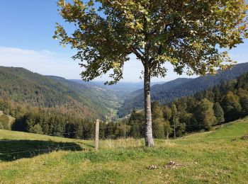 Randonnée Marche Sainte-Marie-aux-Mines - Crête granitique et forêts profondes - Photo