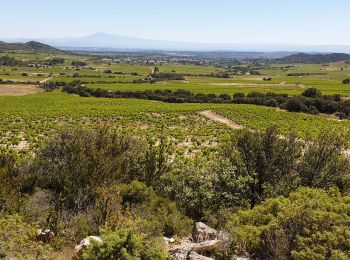 Randonnée V.T.T. Rochefort-du-Gard - Rochefort au grès des vents et du hazard - Photo