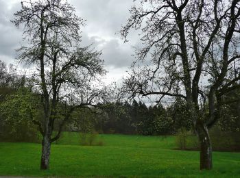 Tocht Te voet Spiegelberg - Rundwanderweg S3 - Photo