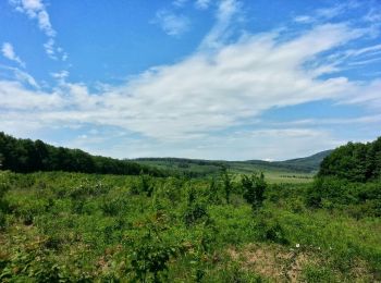 Excursión A pie Telki - Z■ (Széltörés-erdő - Vasvári-erdő - Budajenő, posta am.) - Photo