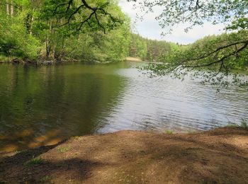 Excursión A pie Oberhaid - Oberhaid Vogelherdrunde - Photo