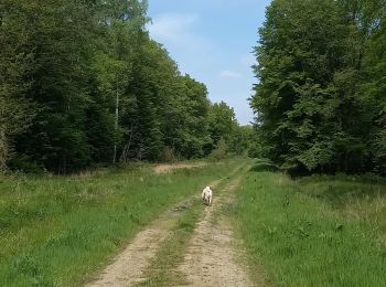 Tocht Stappen Gommegnies - Cheval blanc Trechon - Photo