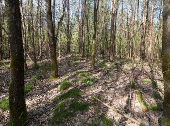 Tocht Te voet Olfen - Eversum Rundweg A1 - Photo