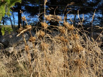 Tocht Stappen Nasbinals - Lac de Souveyrols Salles basses  - Photo