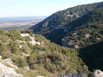 Randonnée A pied Liouc - Les chênes de Coutach - Photo