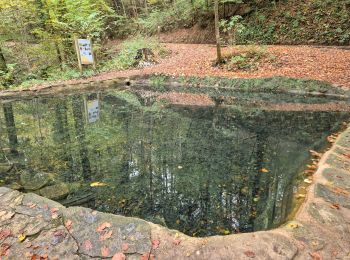 Randonnée Marche Waldbillig - Mullerthal W7 - Photo