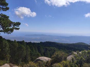 Trail Walking Porto-Vecchio - Punta di a Vacca Morta - Photo