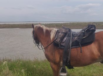 Randonnée Randonnée équestre Saintes-Maries-de-la-Mer - 2019-05-03 Rando CVA Camargue Saintes Plage Est - Photo