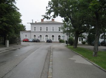 Tour Zu Fuß Sollenau - Eisdiele Harrer Runde - Photo