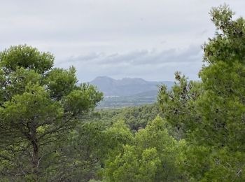 Tour Wandern Salon-de-Provence - 13 Le Tallagard par le sentier des abeilles puis vers la Pastorale - Photo