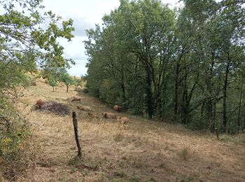 Tour Wandern Golinhac - ferme de Bessoule-Co'ques - Photo