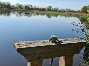 Tocht Stappen Mézières-en-Brenne - Mézières - Domaine de Bellebouche - Photo