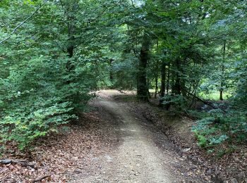 Randonnée V.T.T. Saint-Hubert - Après plus de 2 ans sans faire de vélo 🙄 - Photo