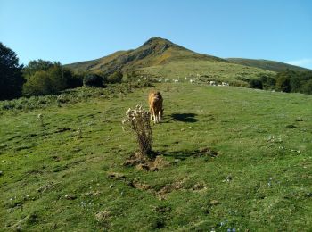 Trail Walking Prayols - picou - Photo