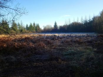 Excursión Senderismo Plounérin - Trop lann Droën - Photo