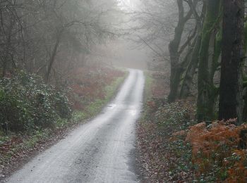 Randonnée A pied Breckland - Great Hockham Yellow Walk - Photo