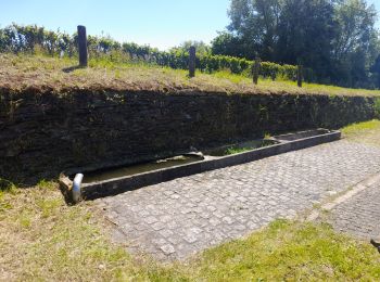 Tour Wandern Tenneville - Marche ADEPS 10 km à  Cens. - Photo