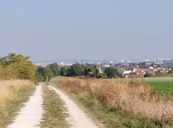 Excursión Senderismo Reims - RP51-01 Reims à Les Haies - Photo