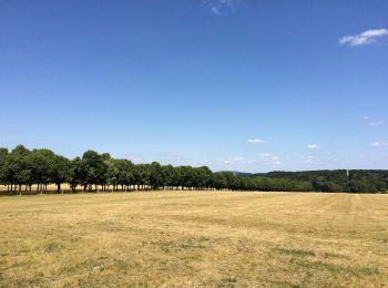 Tocht Te voet Ahnatal - Ahnatal, W8 Schlossweg - Photo