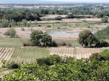 Tour Wandern Courthézon - courthezon le lac sale  - Photo