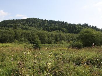 Tour Zu Fuß Dźwiniacz Górny - Tarnawa Niżna - Dźwiniacz Górny - Photo