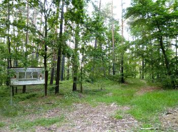 Trail On foot Dahlen - Ochsensaal-Hohburg - Photo