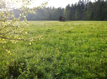 Tocht Te voet Calw - Wasser-Wald- und Wiesenpfad - Photo