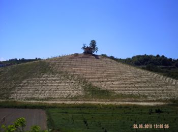 Tocht Te voet Monteu Roero - Sentiero dei Fossili - Photo