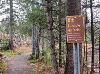 Trail Walking Mont-Albert - Chutes du diable - sentier du Mont Albert - Photo