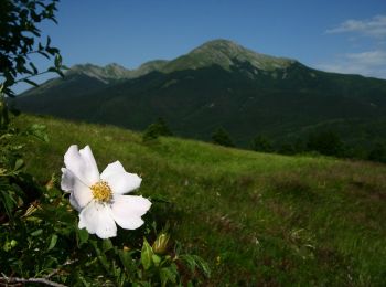 Percorso A piedi Ventasso - Cerreto dell'Alpi - Poggio Colombara - Passo del Lupo - Passo di Cavorsella - Photo