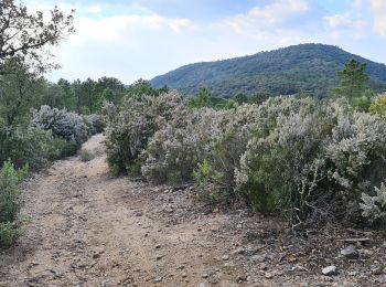 Randonnée Marche Sainte-Maxime - Les Suils GR 51 départ de saint donat - Photo