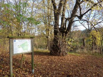 Randonnée A pied Königslutter am Elm - Zielwanderweg Erkerode-Heinrichsruh - Photo